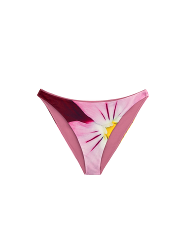 Pansy