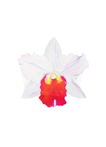 Cattleya Orchid