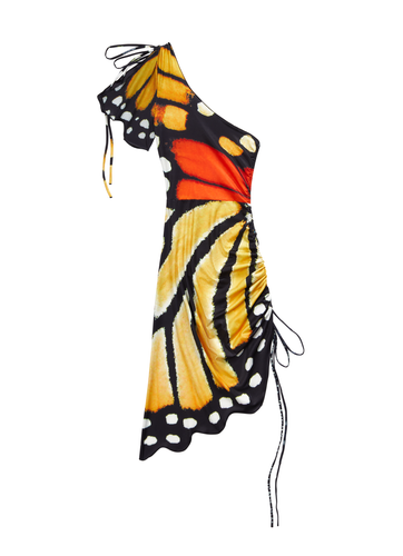 Monarch Butterfly